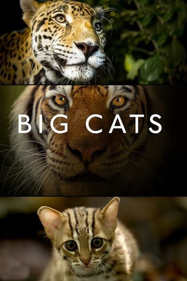 Big Cats