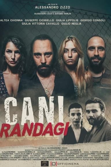 Cani randagi