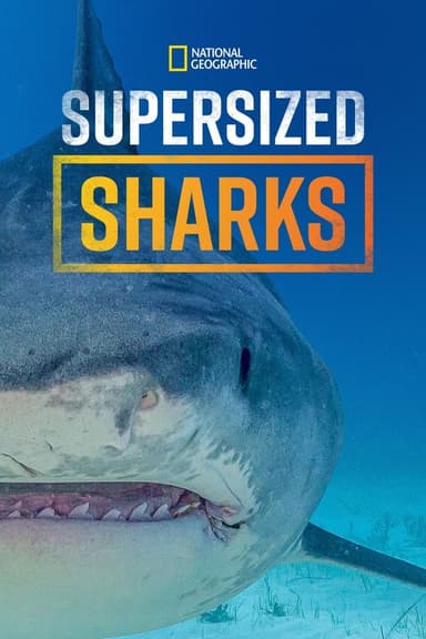 Supersized Sharks