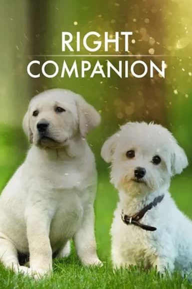 The Right Companion