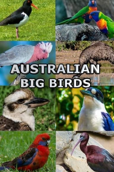 Australian Big Birds