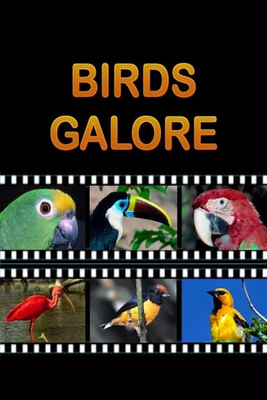 Birds Galore