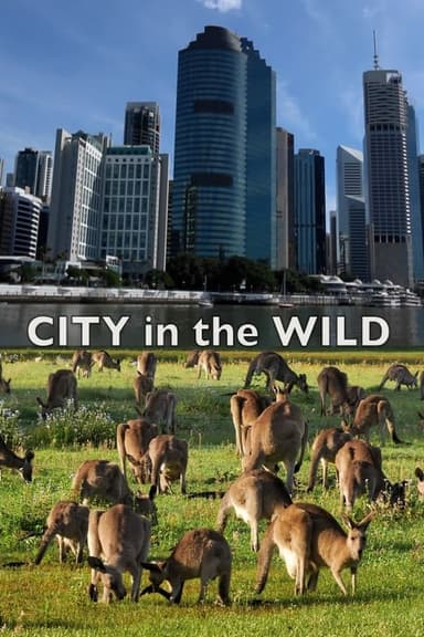 City In The Wild