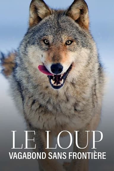 Le Loup, un vagabond sans frontière