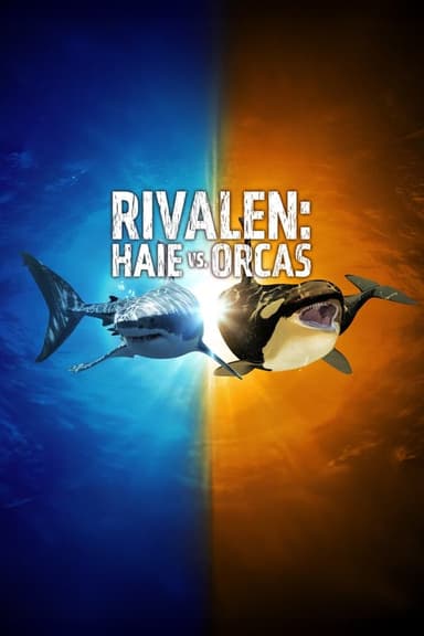 Rivalen: Haie vs. Orcas