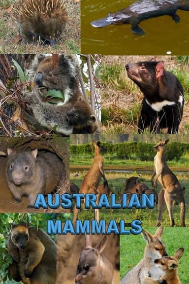 Australian Mammals