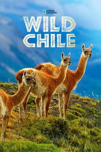 Wild Chile