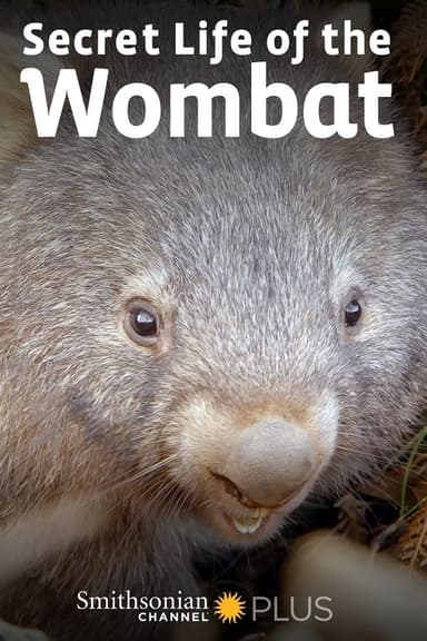 Secret Life of the Wombat