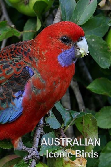 Australian Iconic Birds