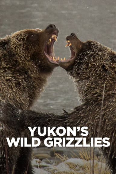 Yukon's Wild Grizzlies